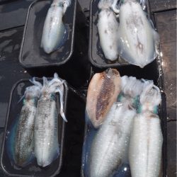 渡船屋たにぐち 釣果