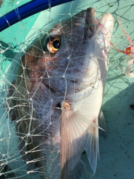 和栄丸 釣果