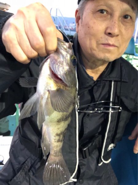 ヤザワ渡船 釣果