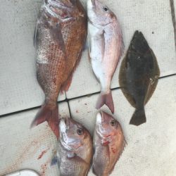 遊漁船メテオ 釣果