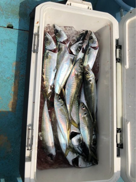 丸万釣船 釣果
