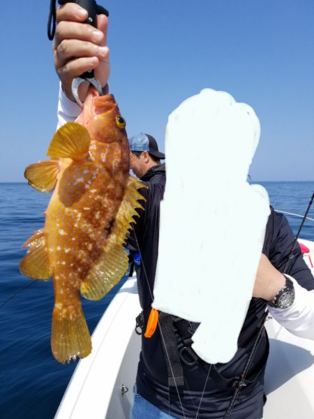 ソルトウォーターガイドフレンズ 釣果