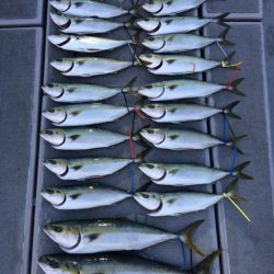 SeaRide(シーライド) 釣果