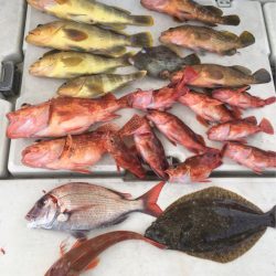 末広丸(熊本) 釣果