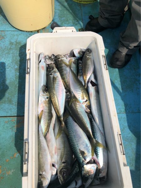丸万釣船 釣果