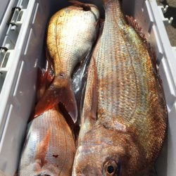 第二八坂丸 釣果