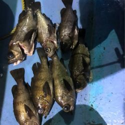 ヤザワ渡船 釣果