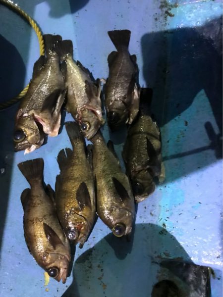 ヤザワ渡船 釣果