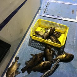 ヤザワ渡船 釣果