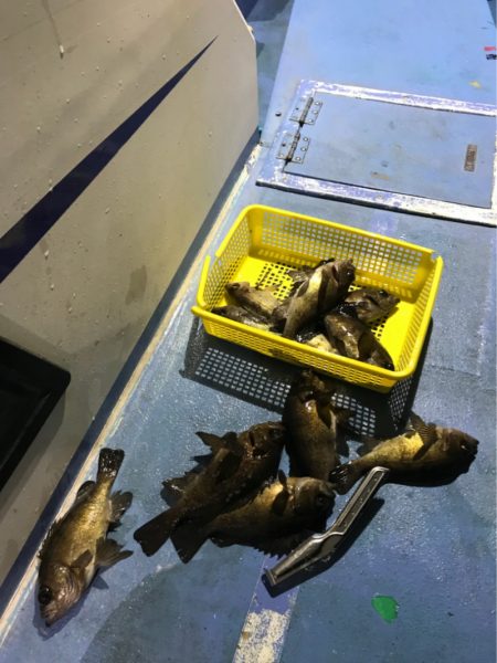 ヤザワ渡船 釣果