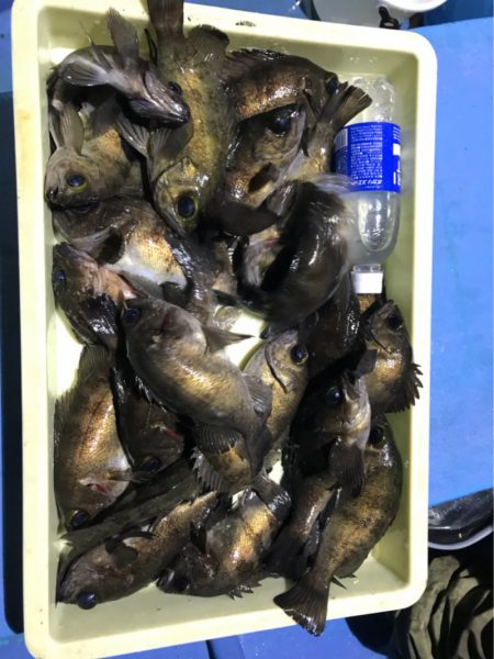 ヤザワ渡船 釣果