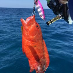 渡船屋たにぐち 釣果