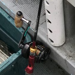 シーランチ 釣果