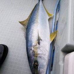 アマテラス 釣果