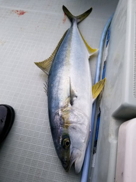 アマテラス 釣果