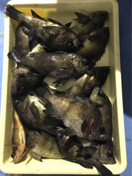 ヤザワ渡船 釣果