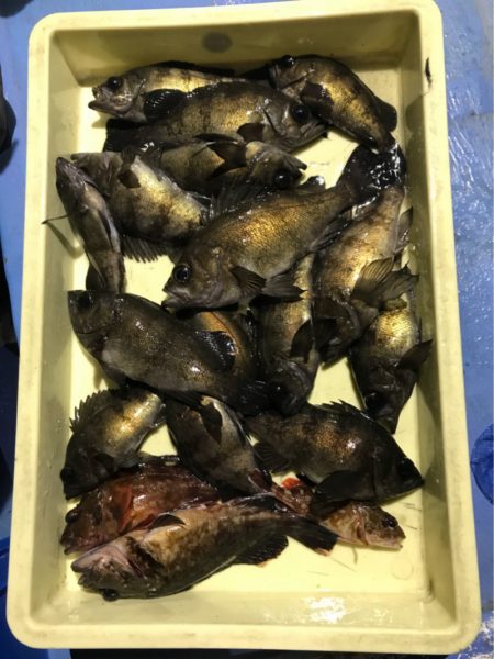 ヤザワ渡船 釣果