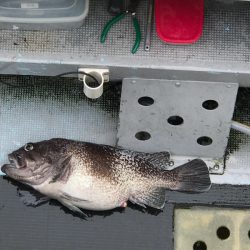 シーランチ 釣果