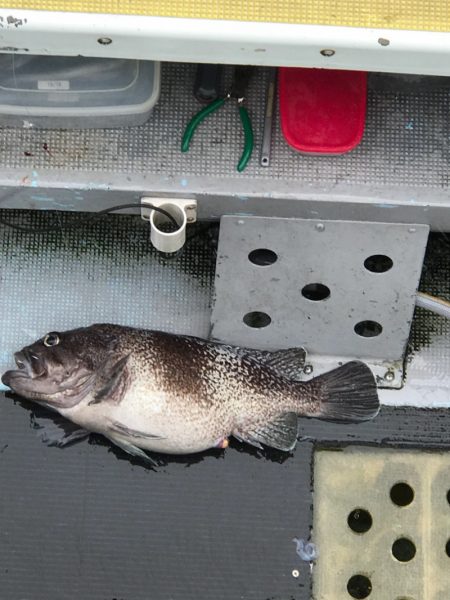 シーランチ 釣果