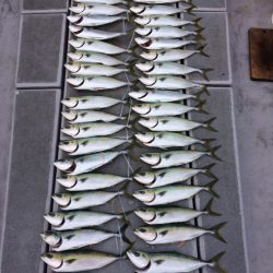 SeaRide(シーライド) 釣果