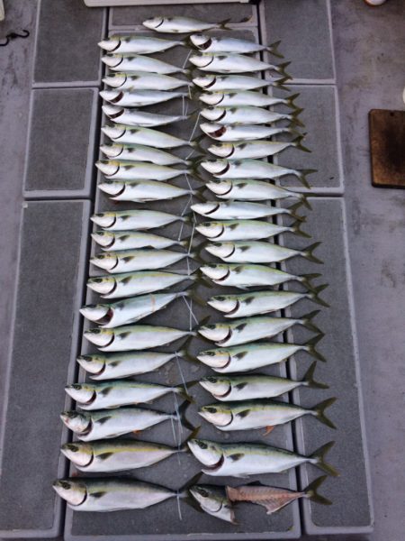 SeaRide(シーライド) 釣果