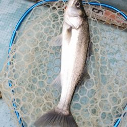 アマテラス 釣果