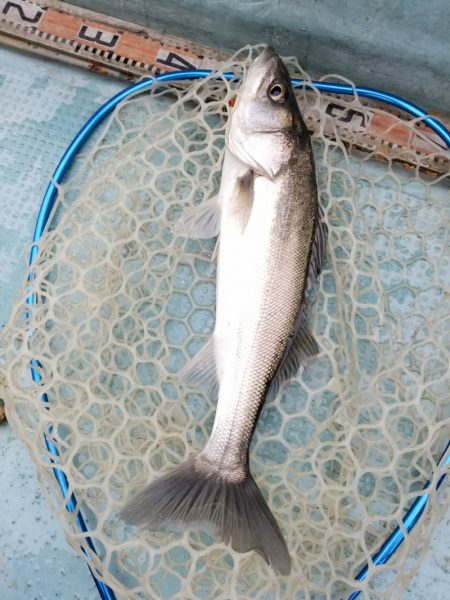 アマテラス 釣果