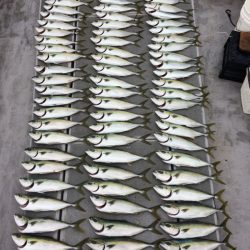 SeaRide(シーライド) 釣果