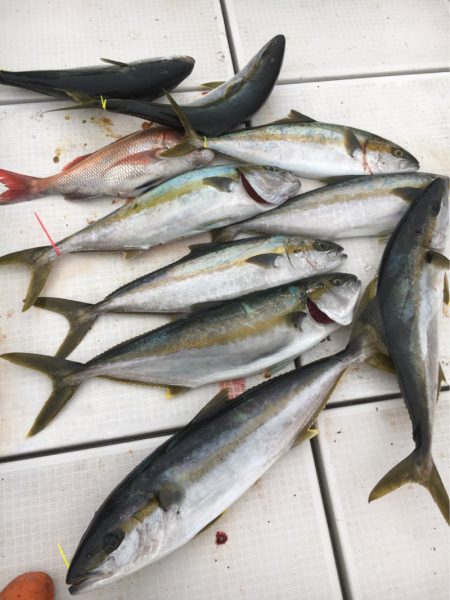 海楽隊 華栞丸 釣果