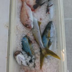bay style 釣果