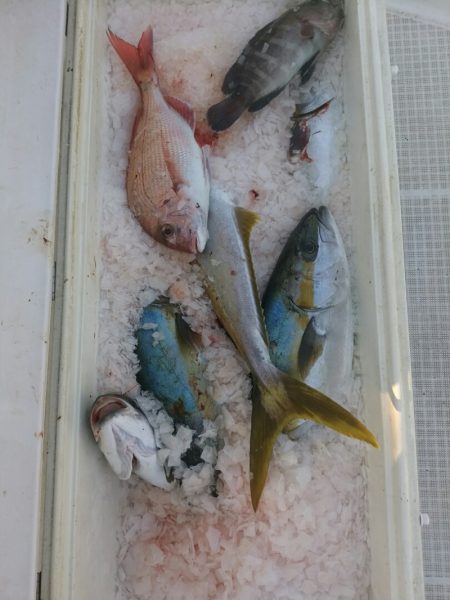 bay style 釣果
