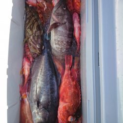 エンペラー 釣果