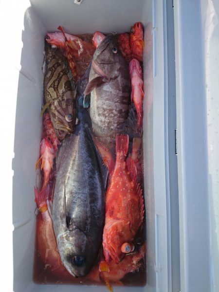 エンペラー 釣果