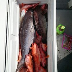 エンペラー 釣果