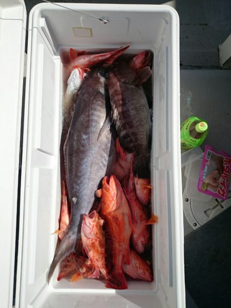 エンペラー 釣果