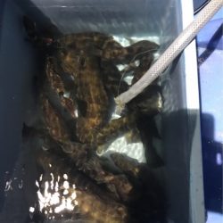 ヤザワ渡船 釣果