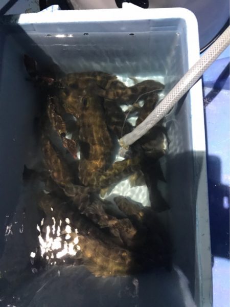 ヤザワ渡船 釣果