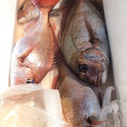 第二八坂丸 釣果