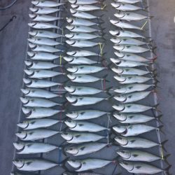 SeaRide(シーライド) 釣果