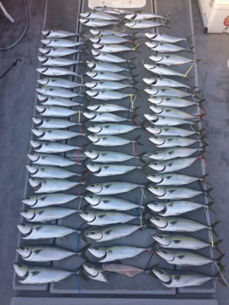 SeaRide(シーライド) 釣果