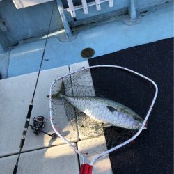 あみや渡船 JIGBOY 釣果