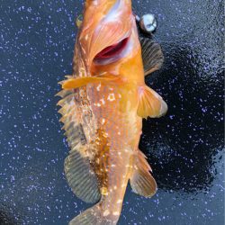 あみや渡船 JIGBOY 釣果