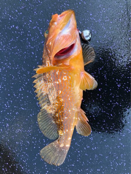 あみや渡船 JIGBOY 釣果