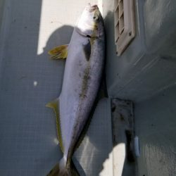 アマテラス 釣果