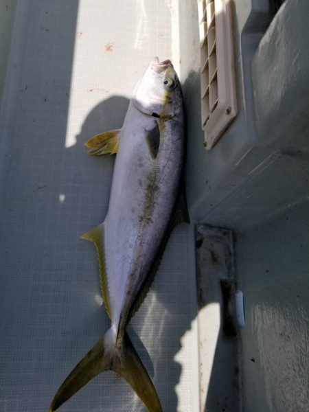 アマテラス 釣果