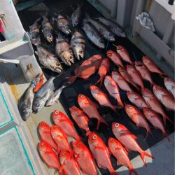 ＴＡＲＯＭＡＲＵ 釣果