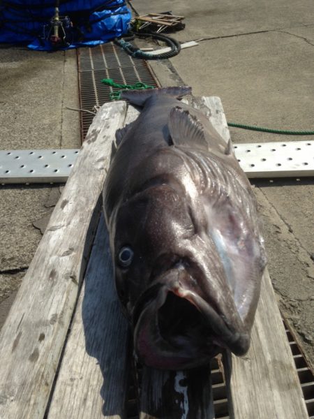 晃山丸 釣果