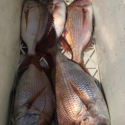 第二八坂丸 釣果