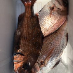 第二八坂丸 釣果