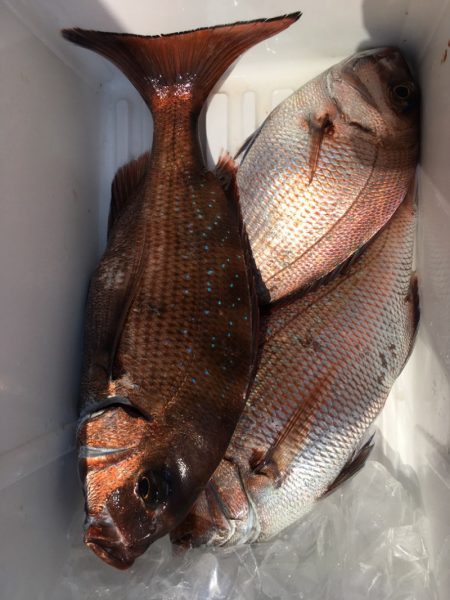 第二八坂丸 釣果